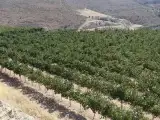 Vineyard of Crete.jpg